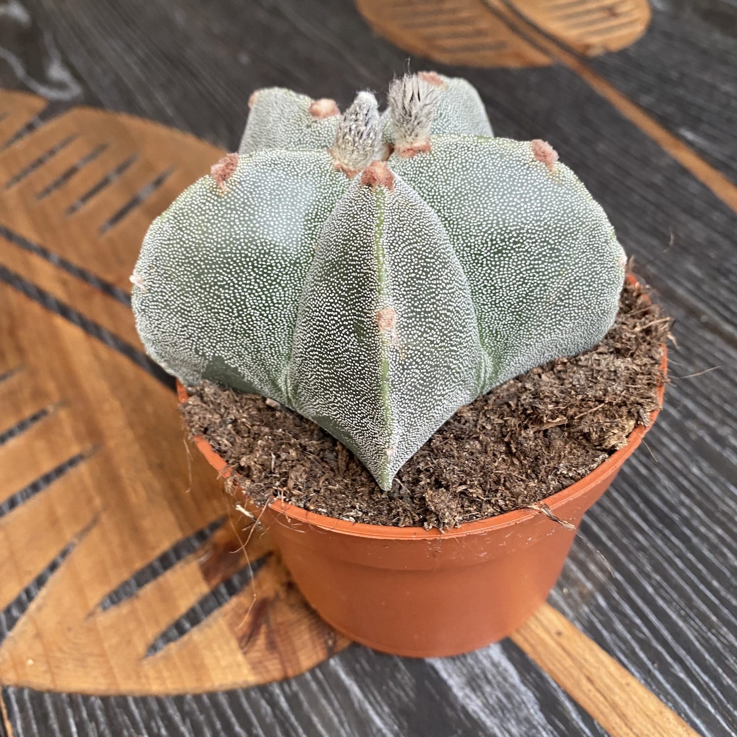 Astrophytum myriostigma