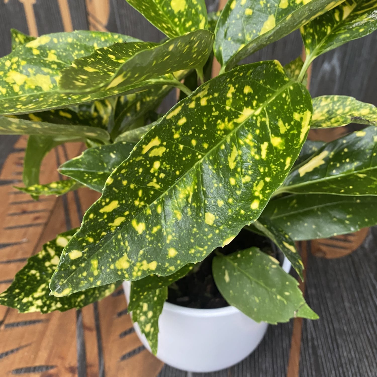 Aucuba Japonica Variegata Golden Tree 3 Plants pot