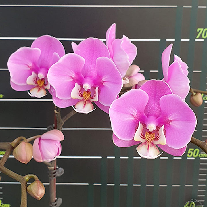 Phalaenopsis Taisuco Anna (peloric)