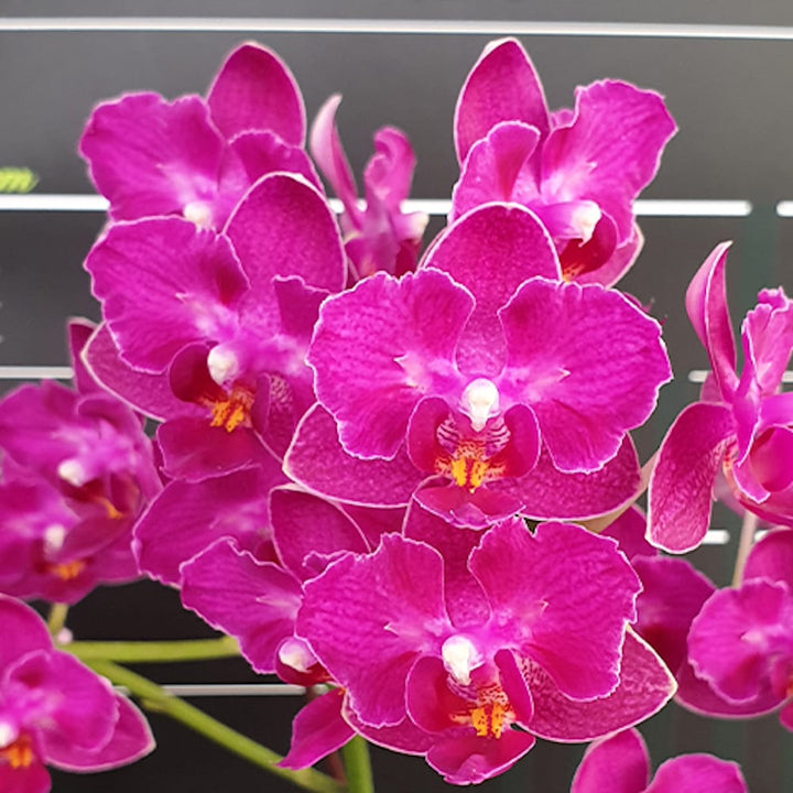 Phalaenopsis Lianher Happy Star '566' (peloric)