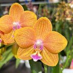 Phalaenopsis PH209
