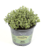 Cimbrisor lamaios variegat - Thymus citriodorus 'Aureus' (Mystic Lemon)