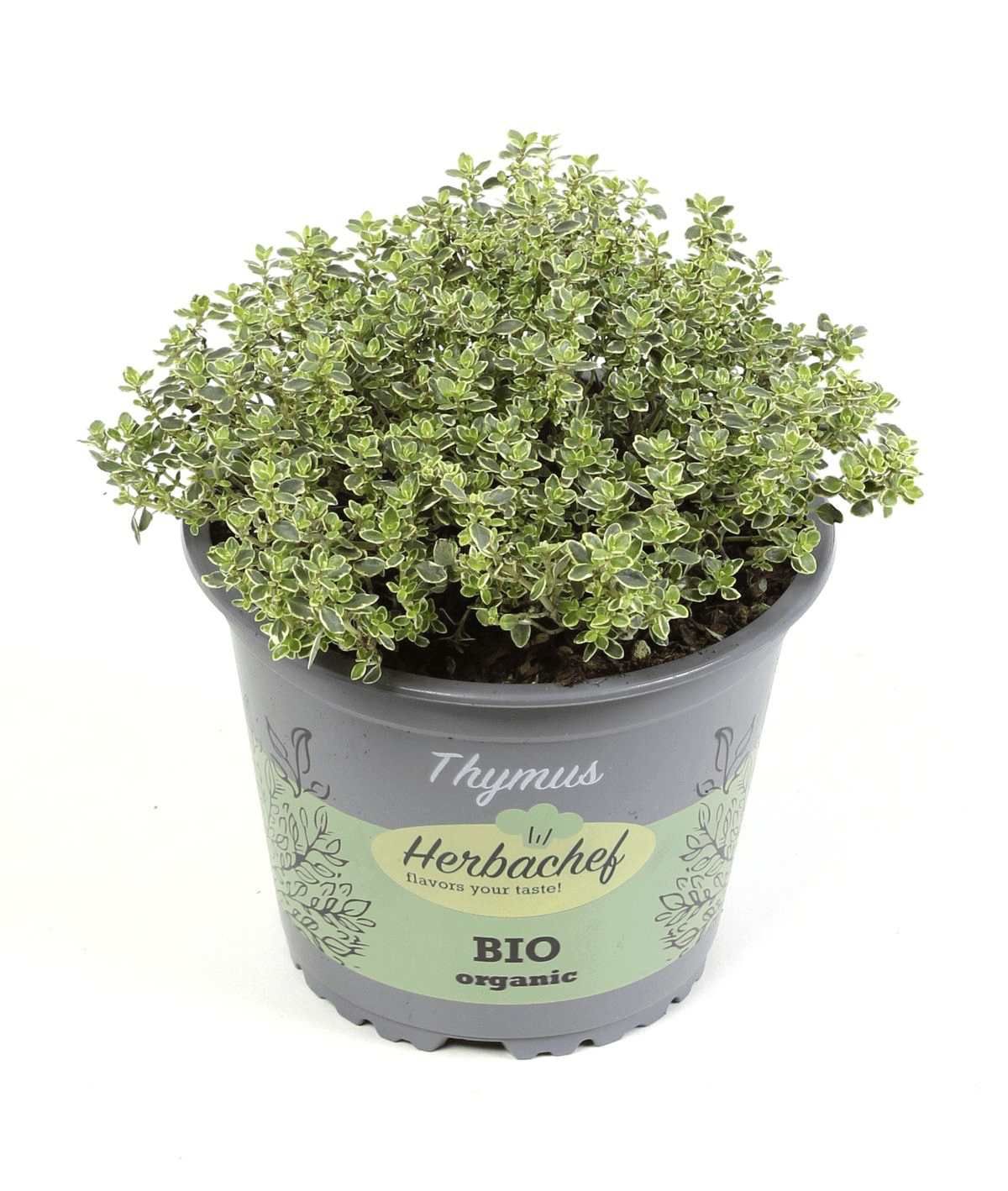 Cimbrisor lamaios variegat - Thymus citriodorus 'Aureus' (Mystic Lemon)