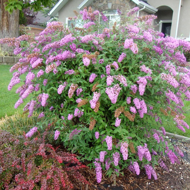 Buddleja davidii 'Pink Delight'