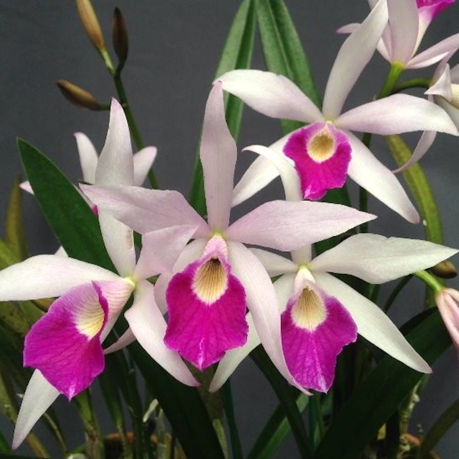 Bc. Chian-Tzy Anierina 'Little Jolie'