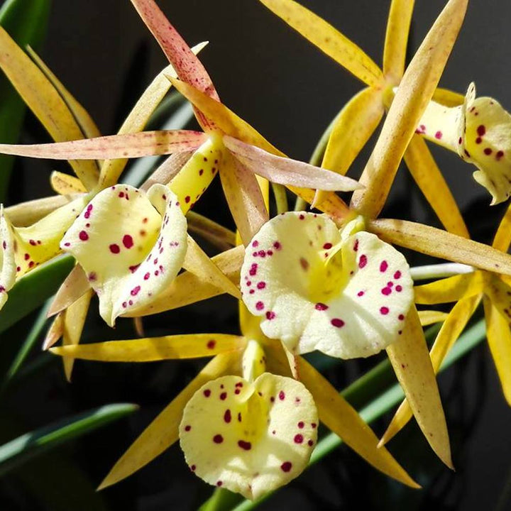 Bc. Yellow Bird 'Tigertail'