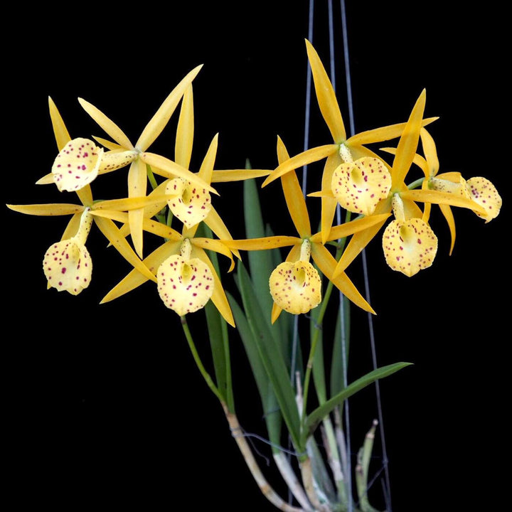 Bc. Yellow Bird 'Tigertail'