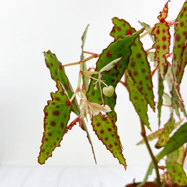 Begonia Amphioxus *Babypflanze