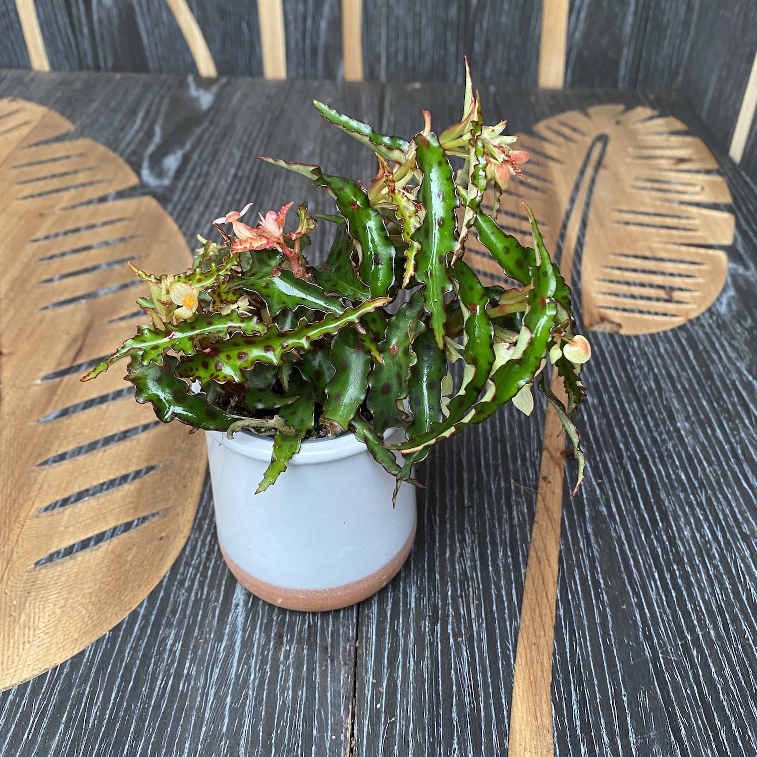 Begonia Amphioxus *babyplant