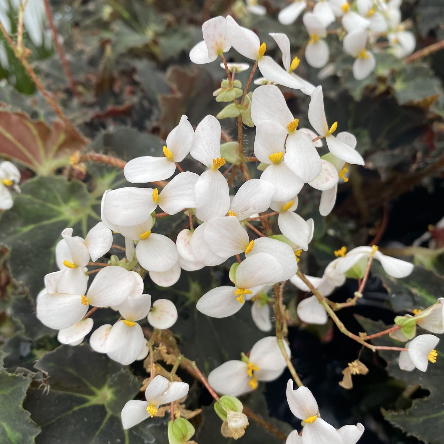 Begonia Anne