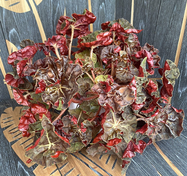Begonia Autumn Crinkle - die XXL-Exemplare