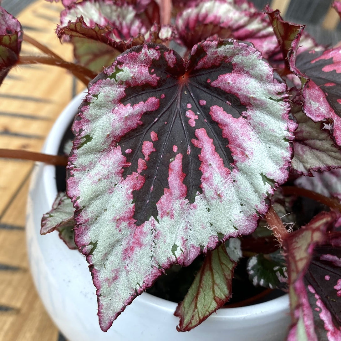 Begonia Beleaf 'Evening Glow' – Floraria Secret Garden (SG)