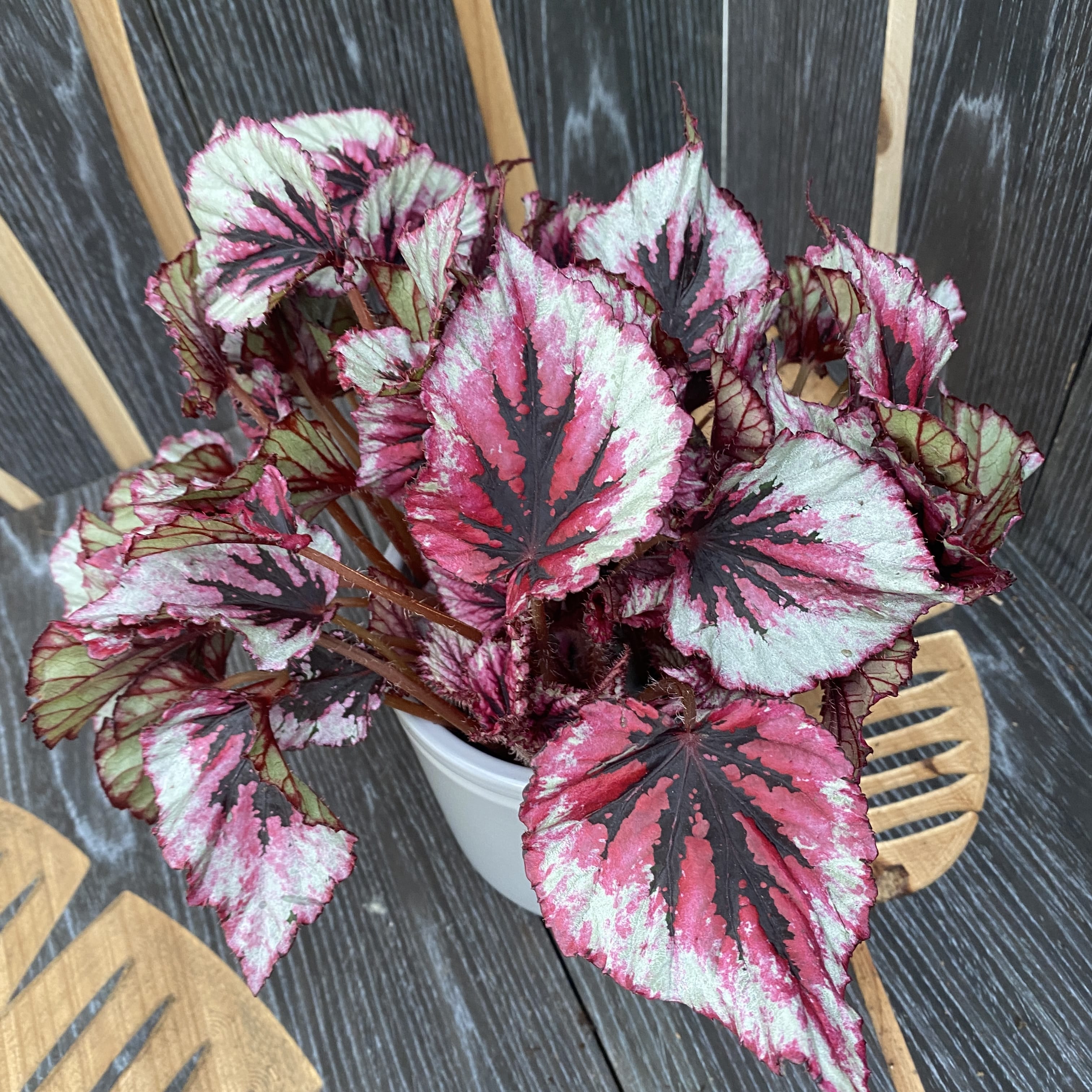Begonia Beleaf 'Evening Glow' – Floraria Secret Garden (SG)