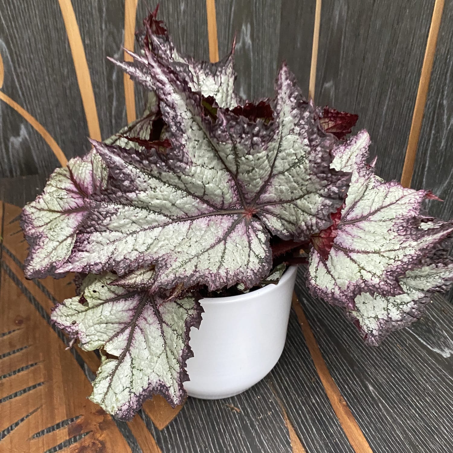 Begonia Bewitched Lavender