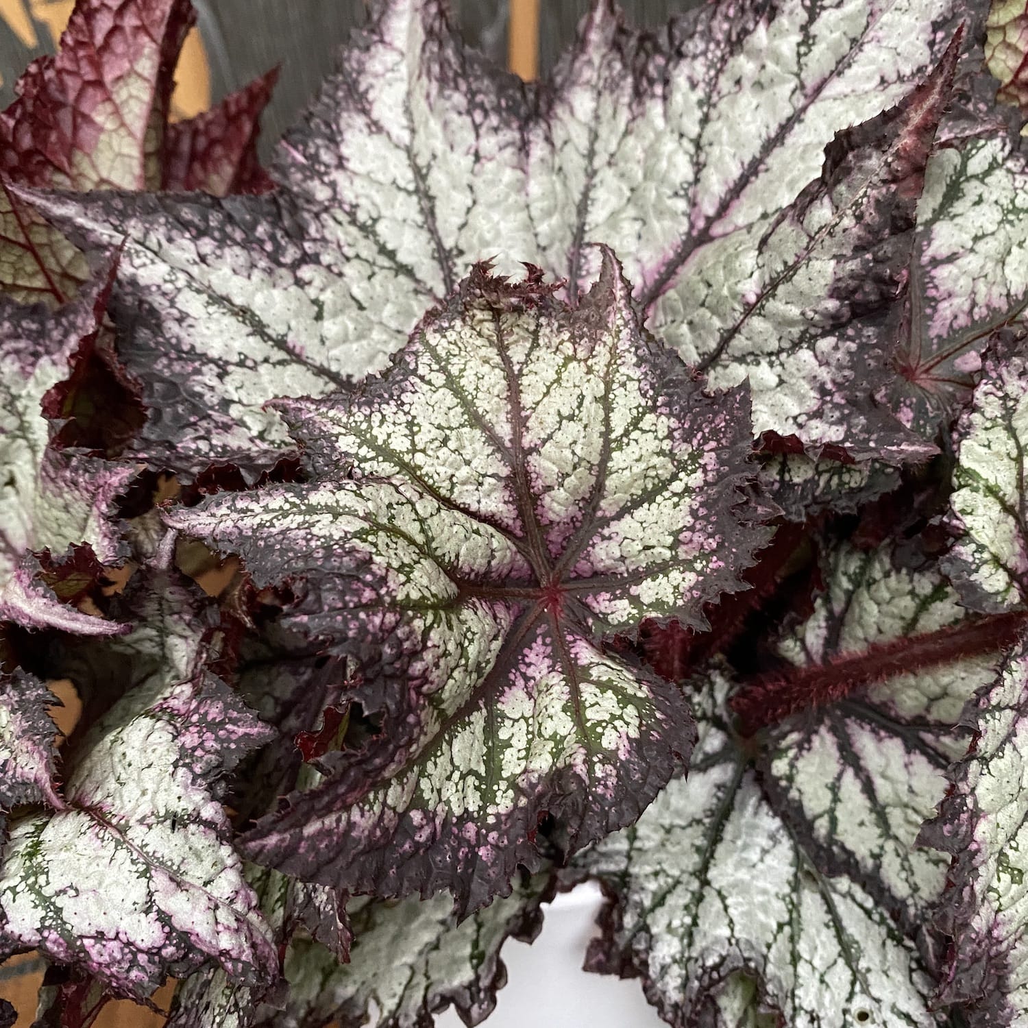 Begonia Bewitched Lavender