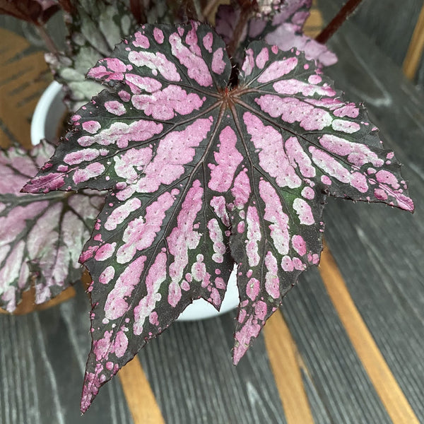 Begonia Bewitched Pink