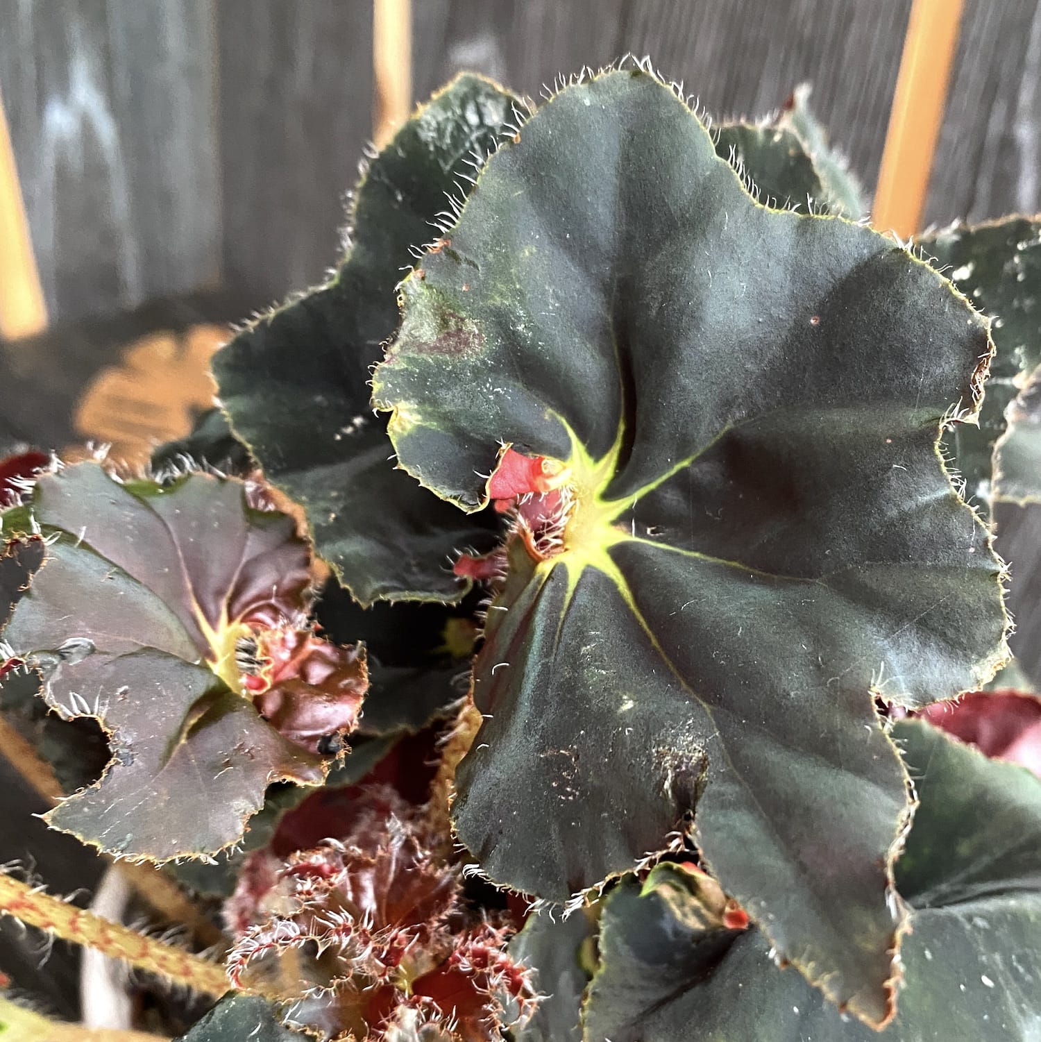 Begonia Black Fang