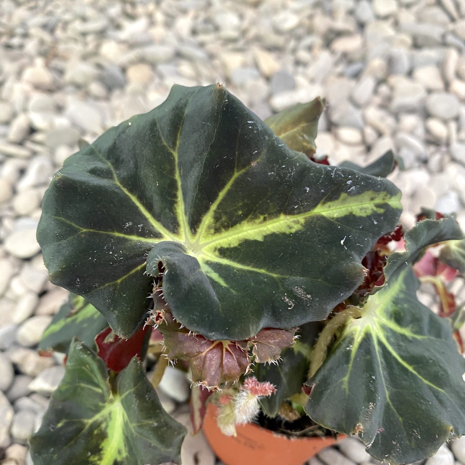 Begonia Envy