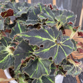 Begonia Envy