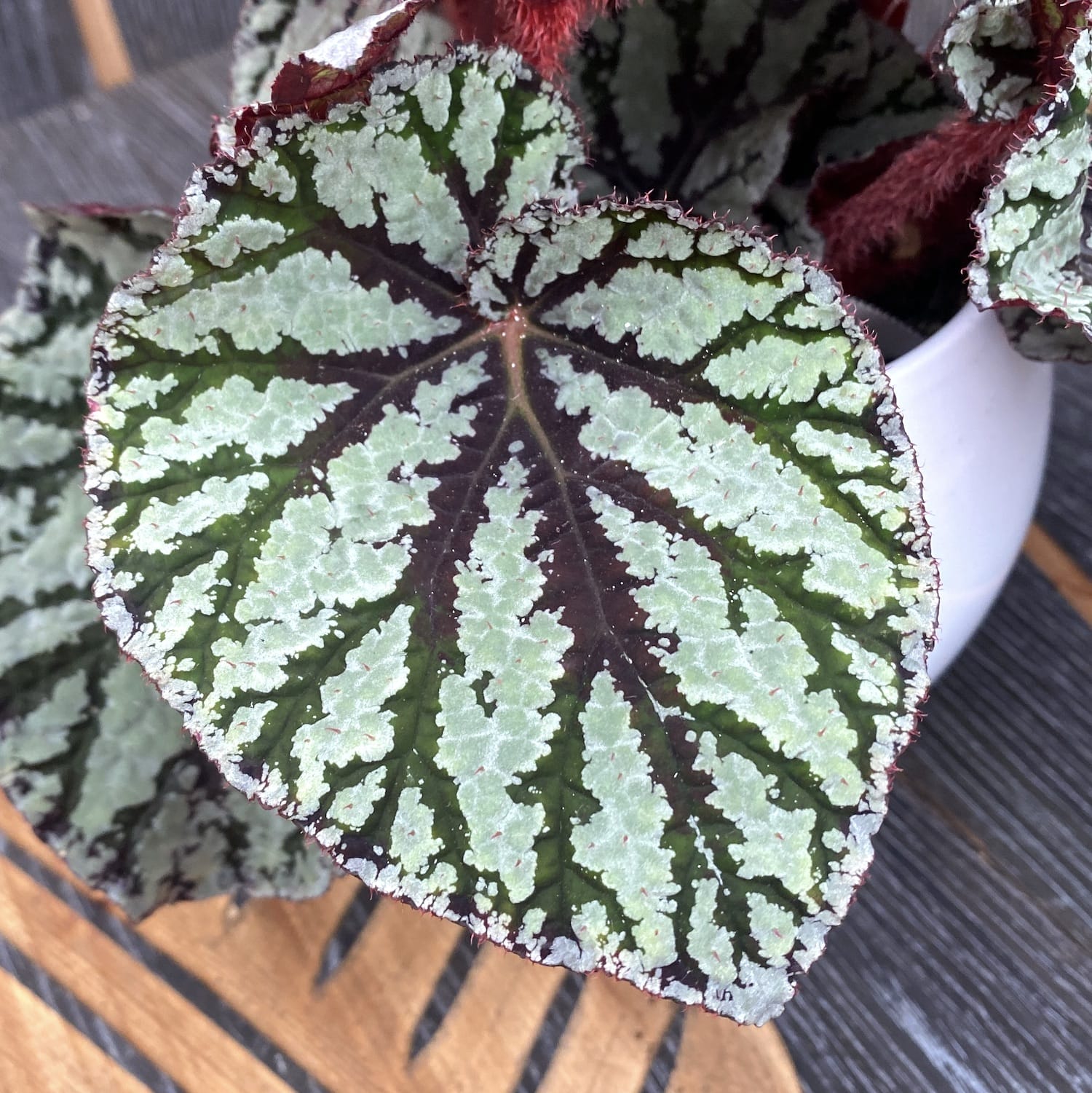 Begonia Magic Colours 'Fedor'