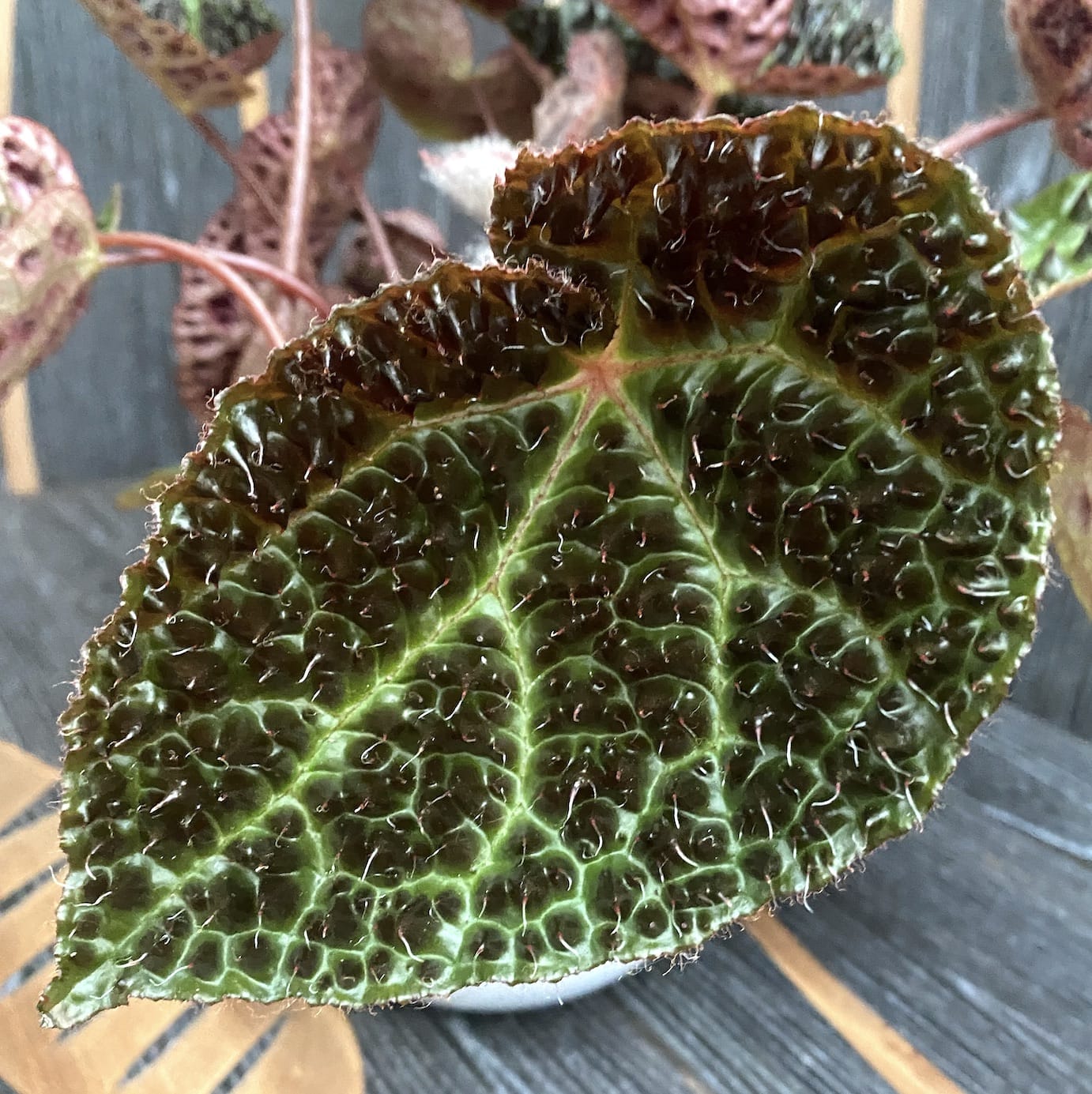 Begonia Ferox