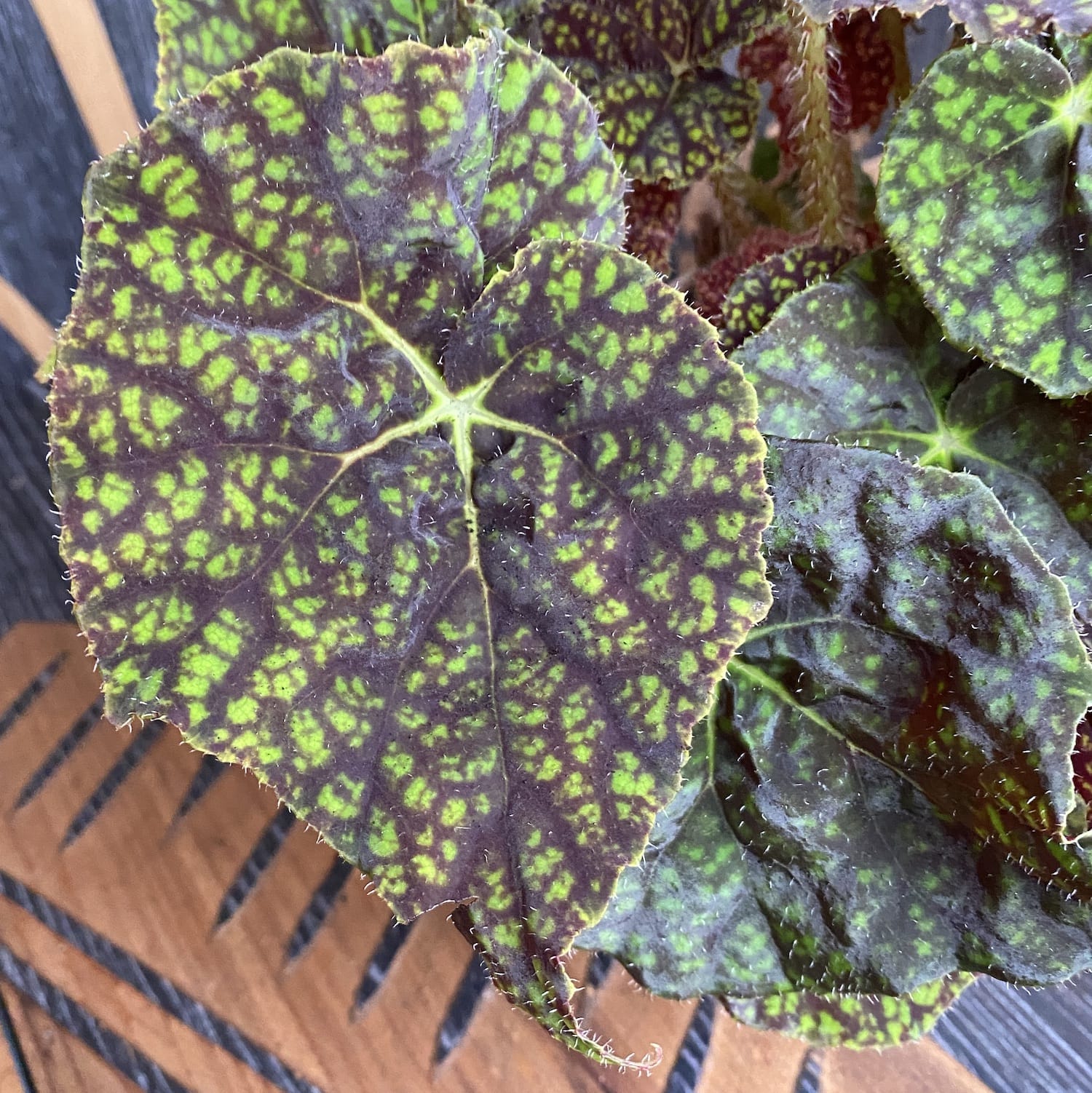 Begonia Green Fever