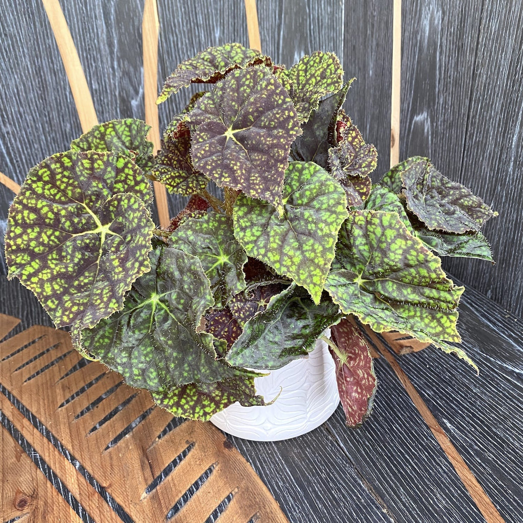 Bégonia Green Fever