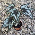 Begonia ‘Little Brother Montgomery’