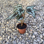 Begonia ‘Little Brother Montgomery’