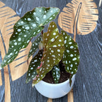 Begonia Maculata (Polka Dot Begonia) *babyplant