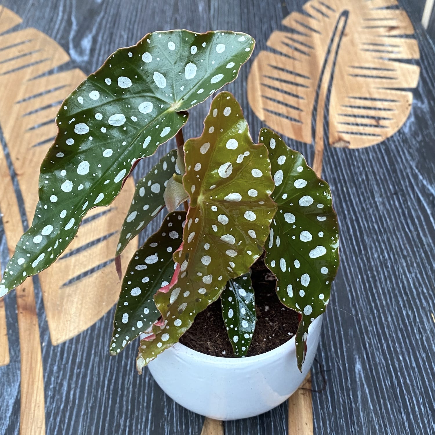 Begonia Maculata (Polka Dot Begonia) *babyplant