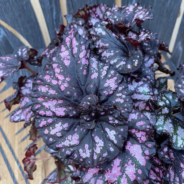 Begonia Magic Colors 'Cumbia' - 3 plants/pot
