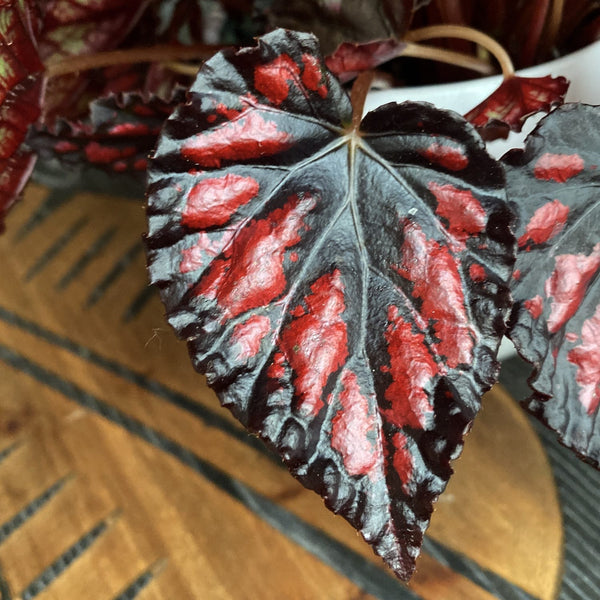 Begonia Magic Colors 'Etna' - 3 plants/pot