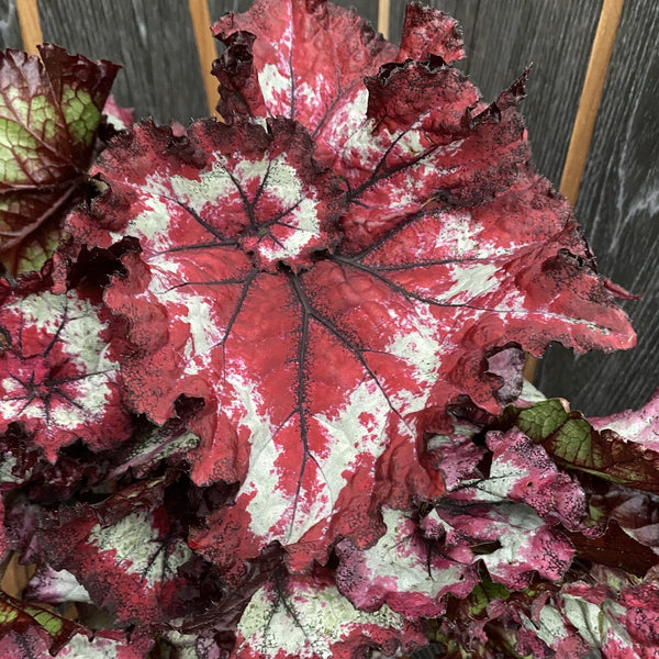 Begonia Magic Colors 'Fandango' - 3 plants/pot