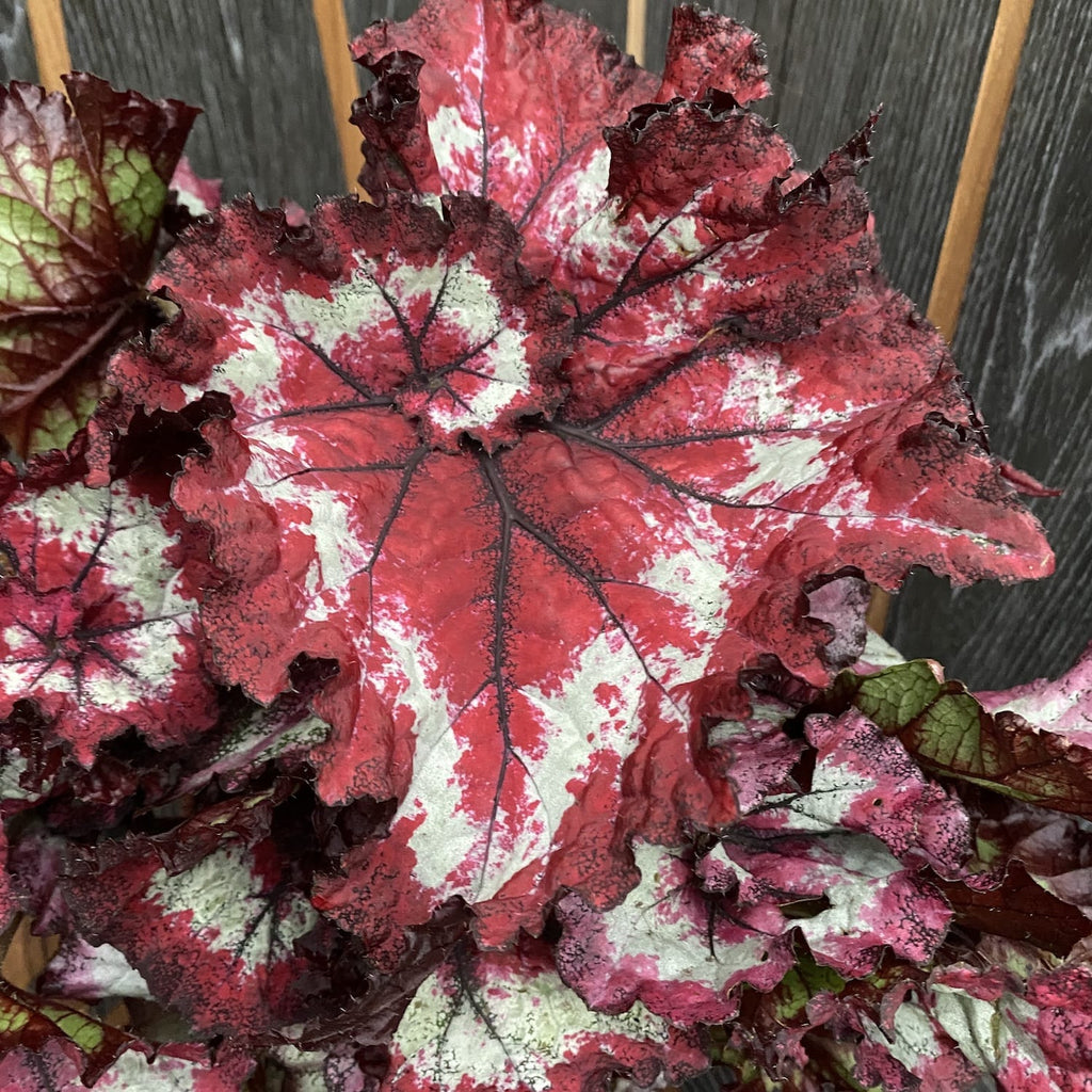 Begonie Magic Colours 'Fandango' - 3 Pflanzen/Topf