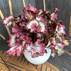 Begonia Magic Colours 'Fandango' - 3 plante/ghiveci
