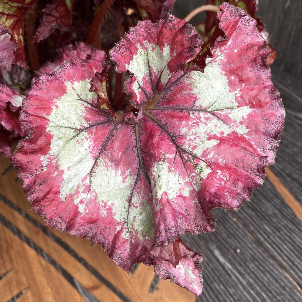 Begonie Magic Colours 'Fandango' - 3 Pflanzen/Topf