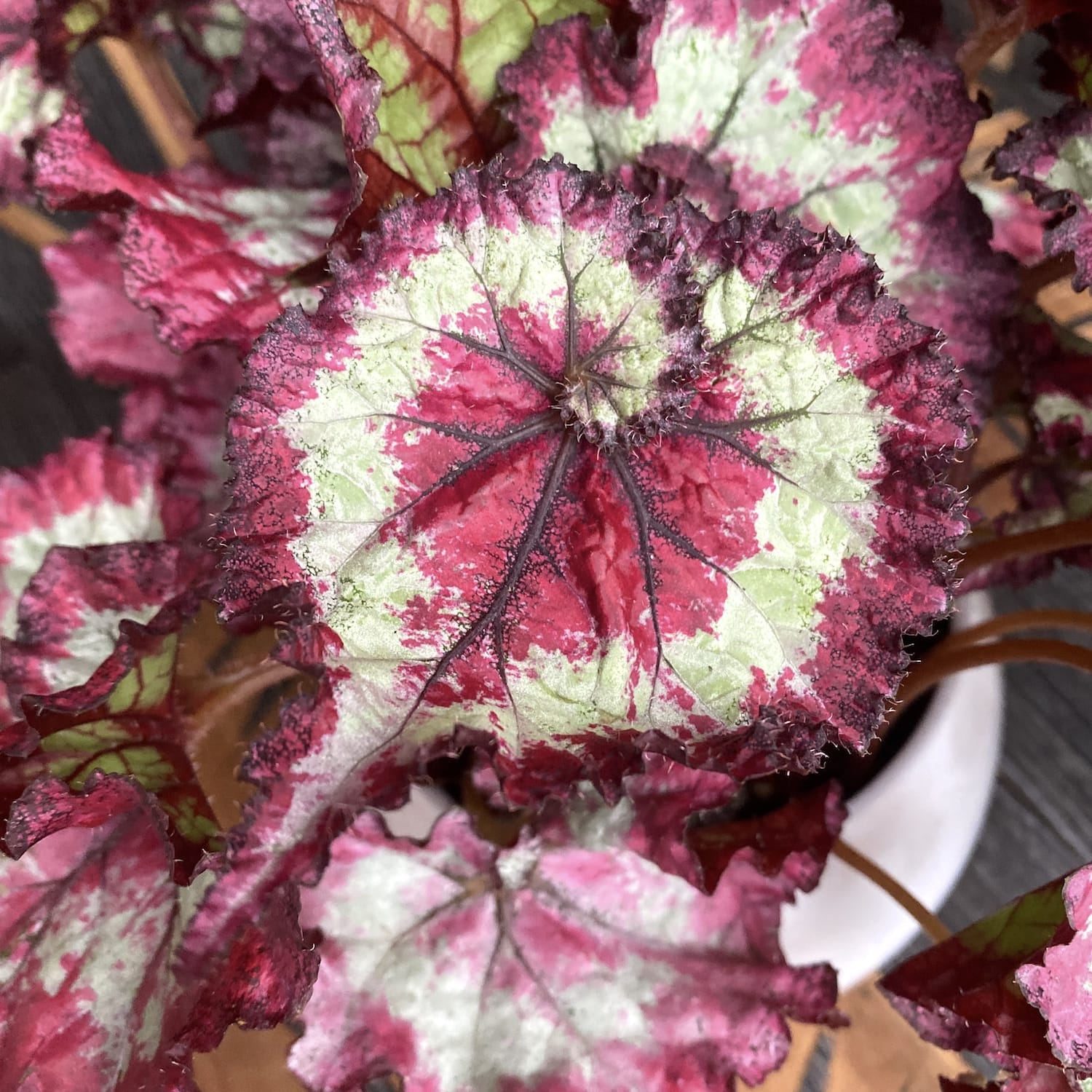 Begonia Magic Colours 'Fandango' - 3 plante/ghiveci