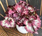 Begonia Magic Colours 'Fandango' - 3 plante/ghiveci
