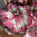 Begonia Magic Colours 'Fandango' - 3 plante/ghiveci