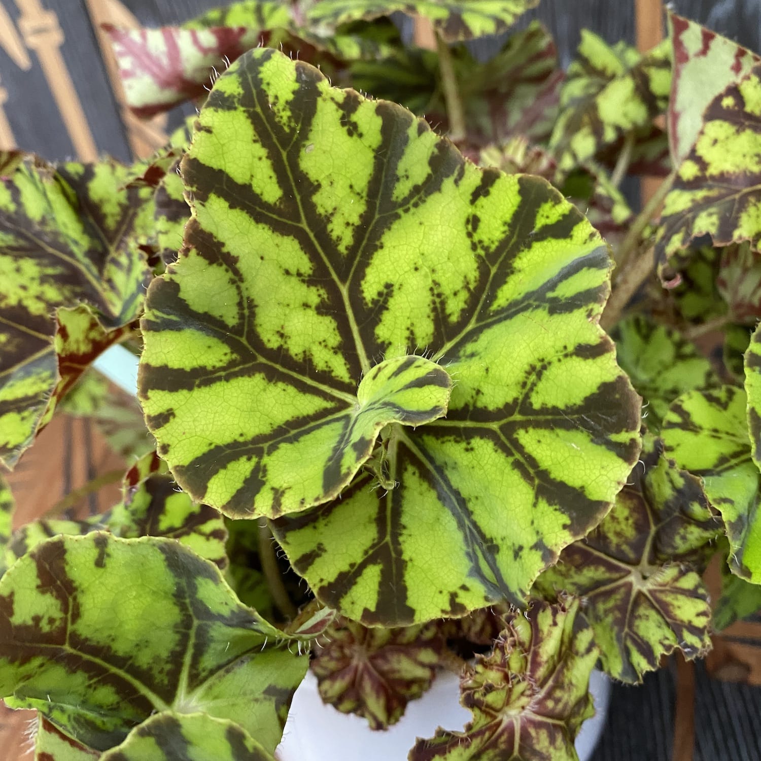 Begonia Magic Colours 'Zumba'