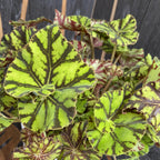 Begonia Magic Colours 'Zumba'