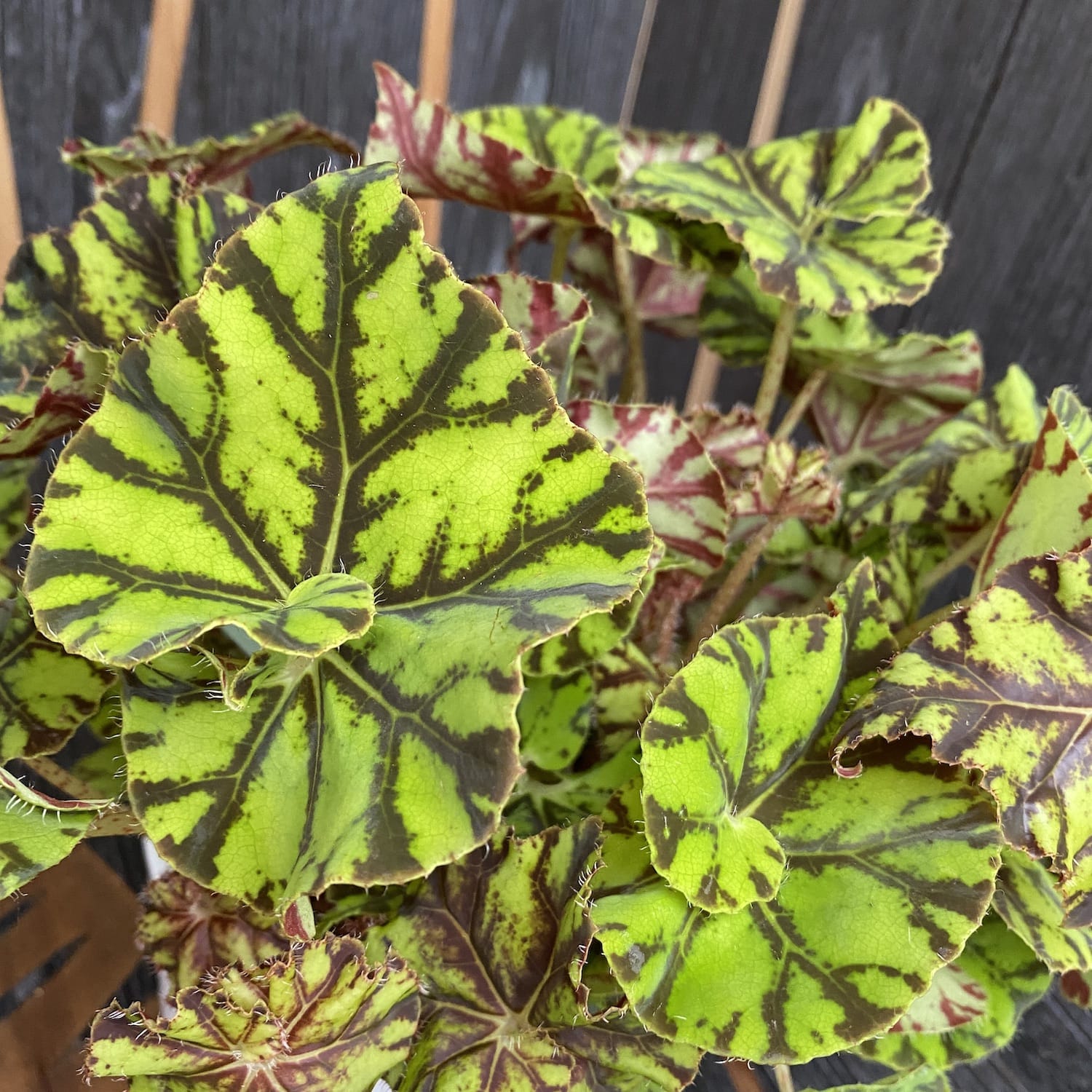 Begonia Magic Colours 'Zumba'