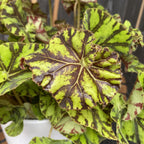 Begonia Magic Colours 'Zumba'