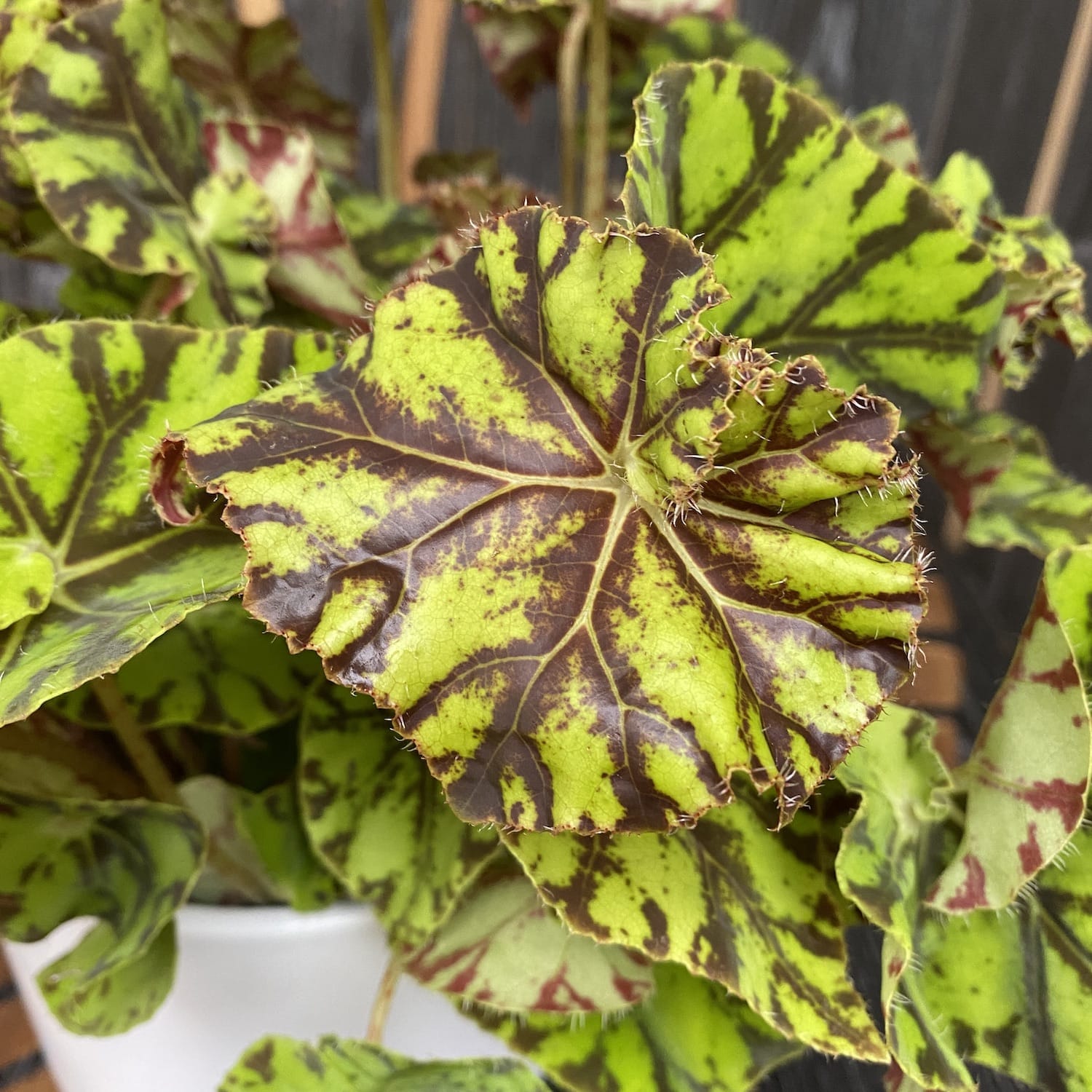 Begonia Magic Colours 'Zumba'