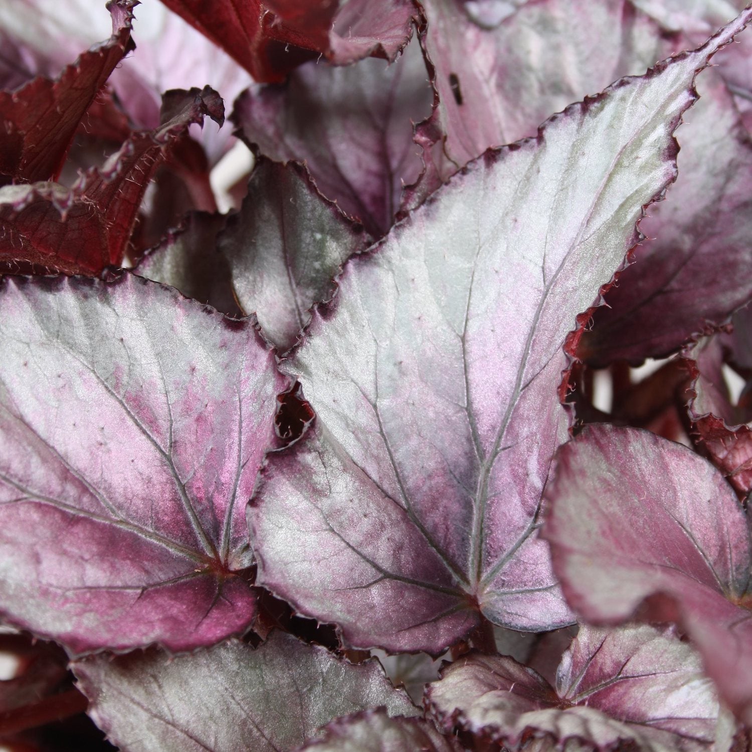 Begonia 'Maori Haze'
