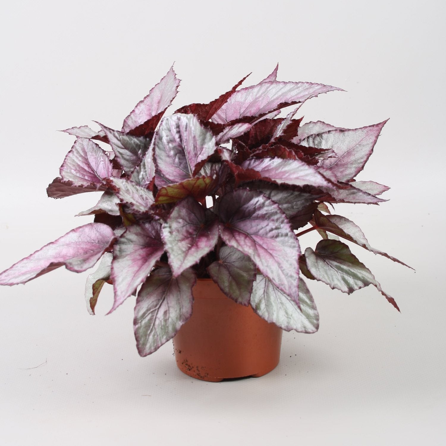 Begonia 'Maori Haze'