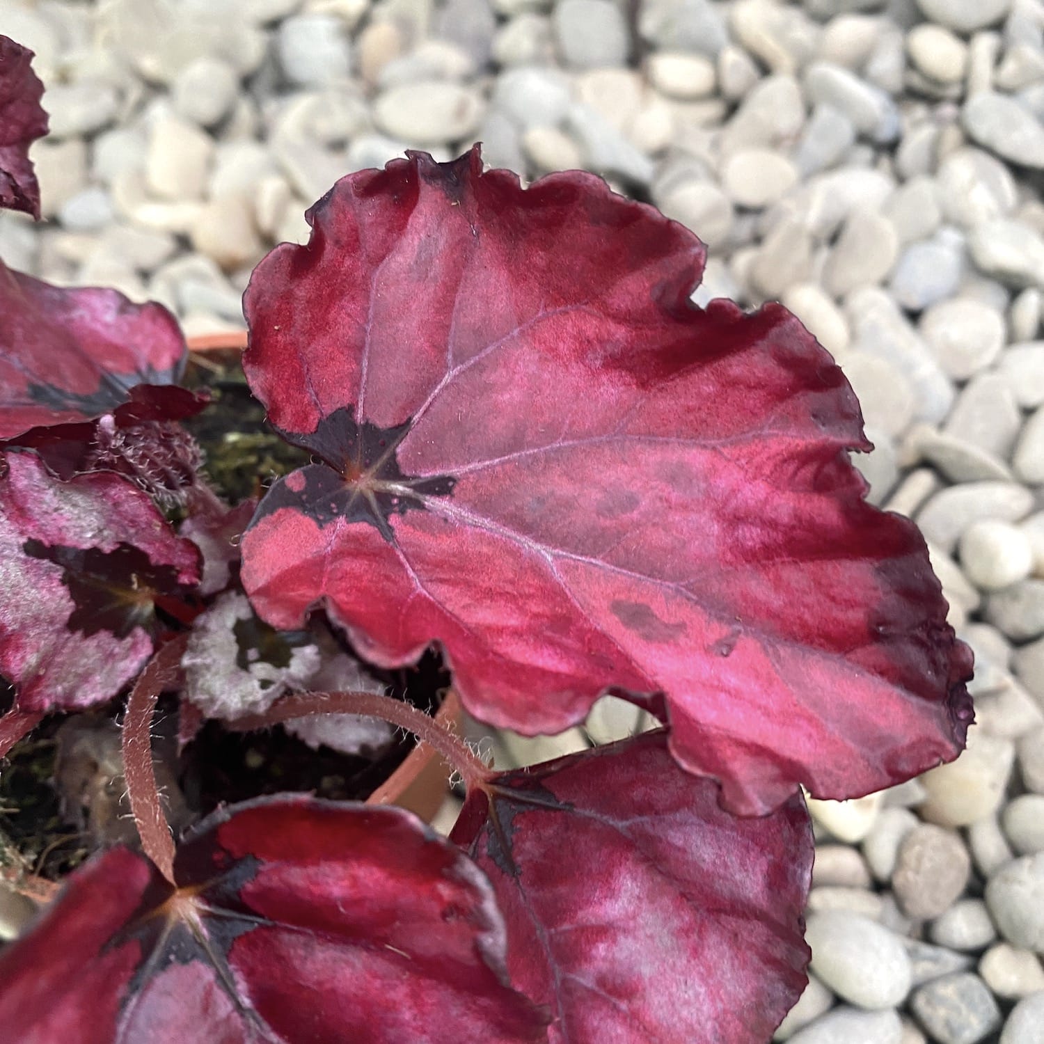 Begonia Red Bull *babyplant