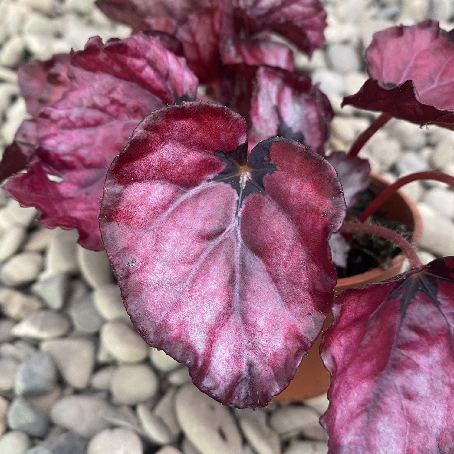 Begonia Red Bull *babyplant