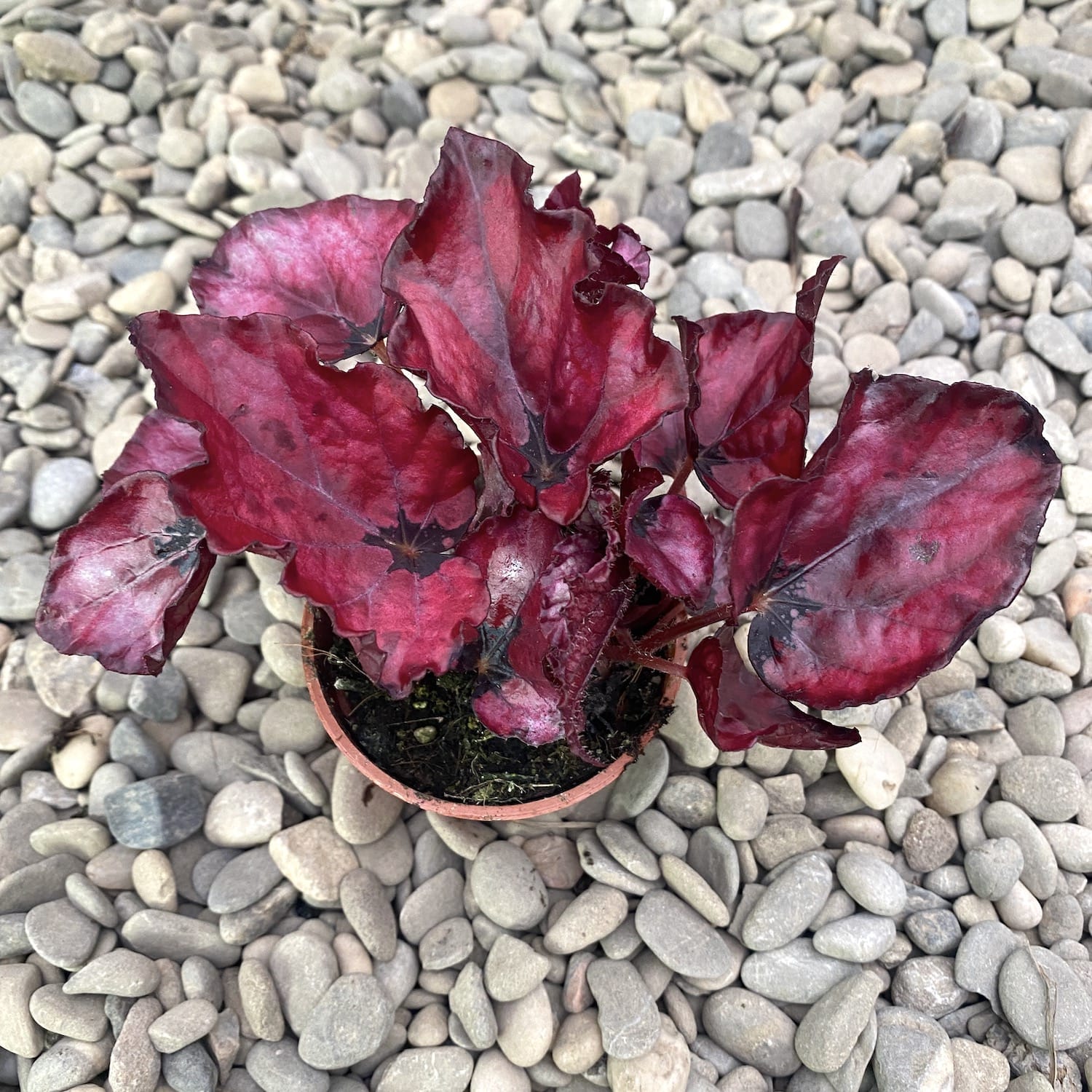 Begonia Red Bull *babyplant